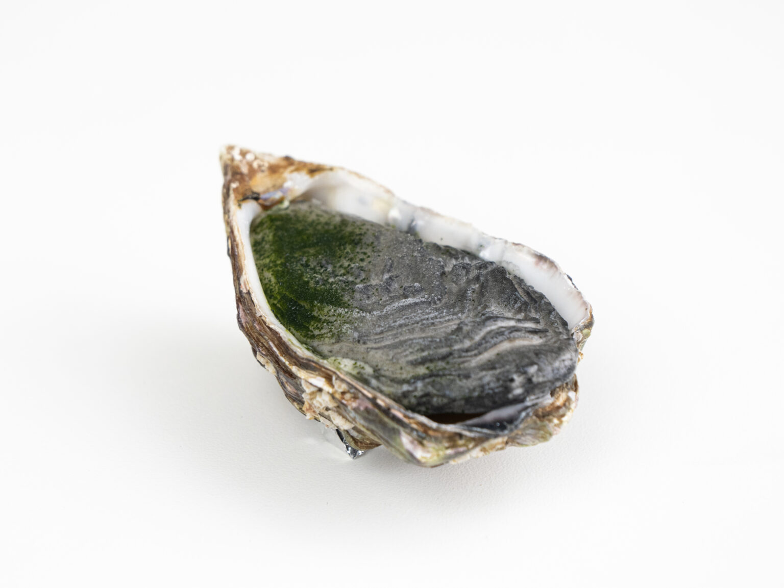 Oyster Lid Mold