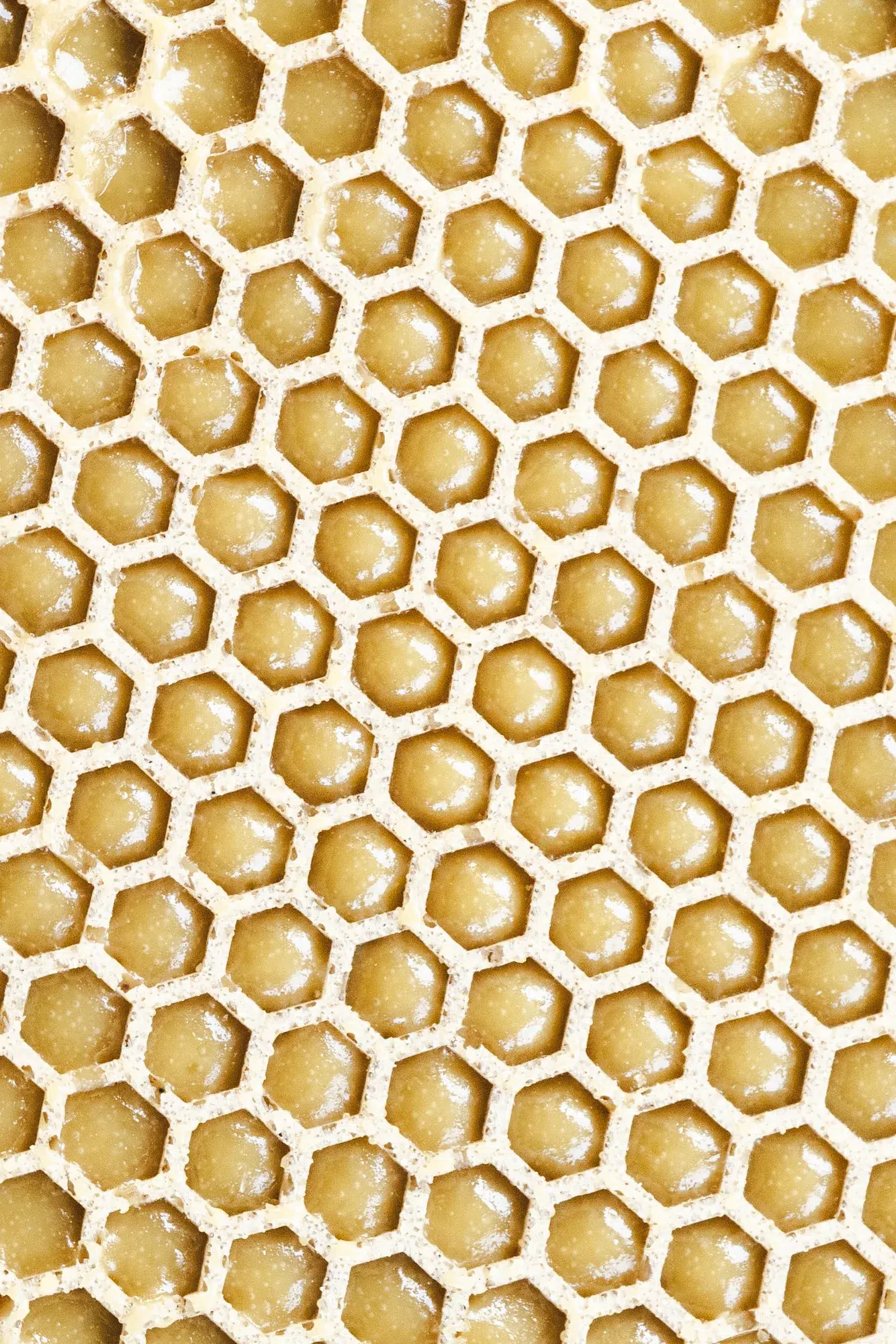 Foglio di tuille a griglia color miele
