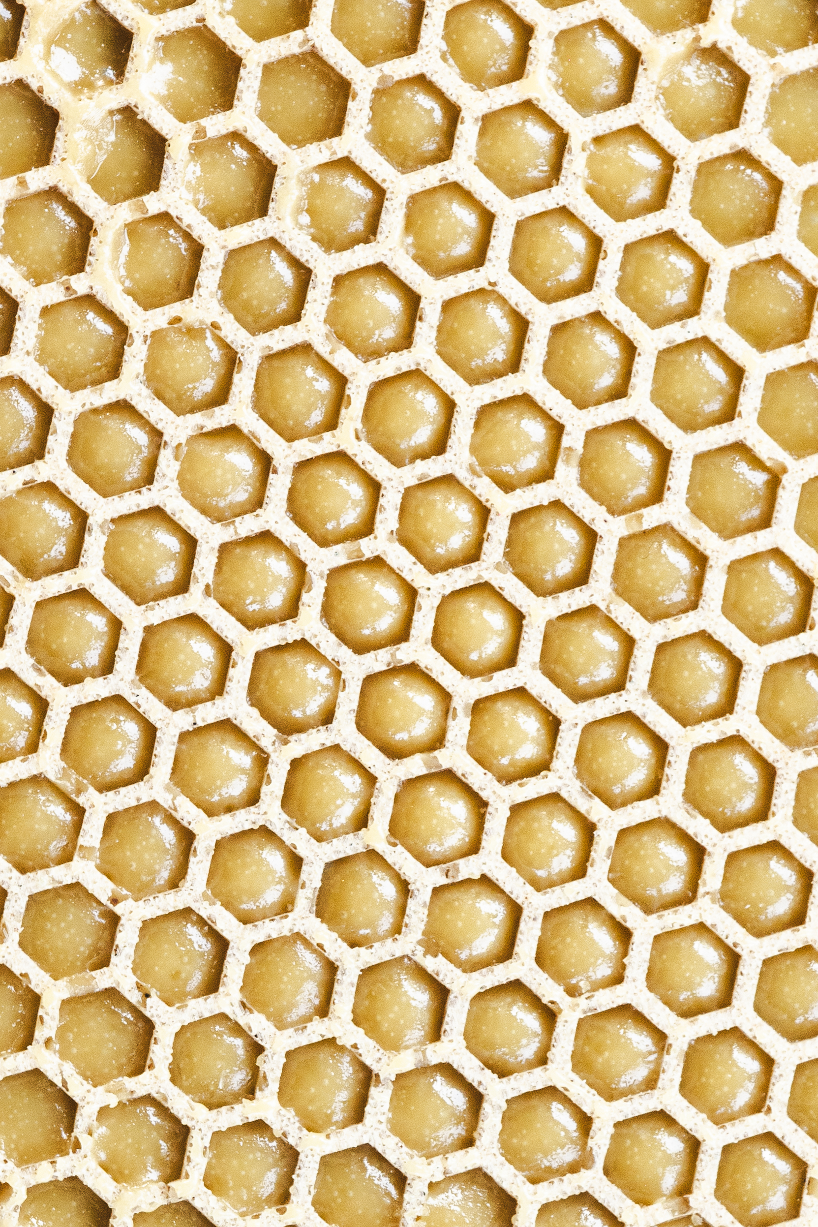 Honey Grid Tuille Sheet